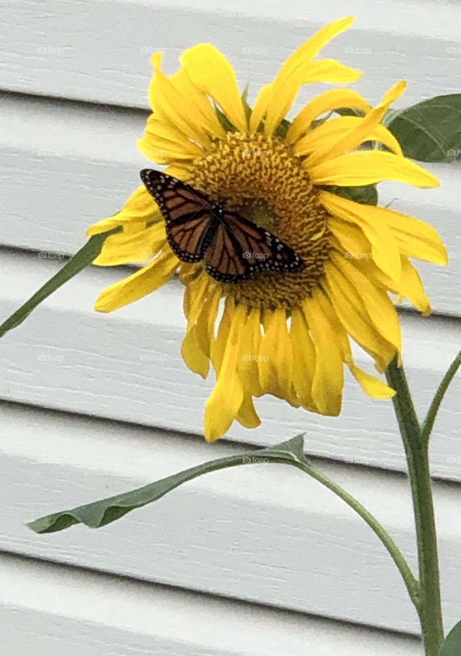 A Beautiful Monarch Butterfly On A Sunflower
