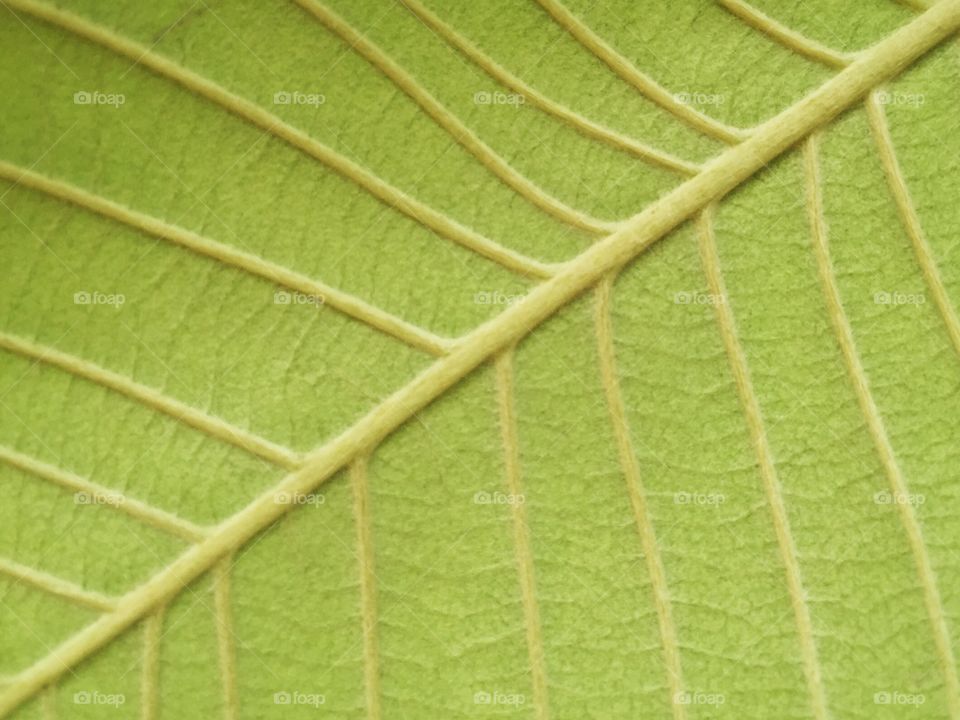 Leaf, Growth, Flora, No Person, Nature