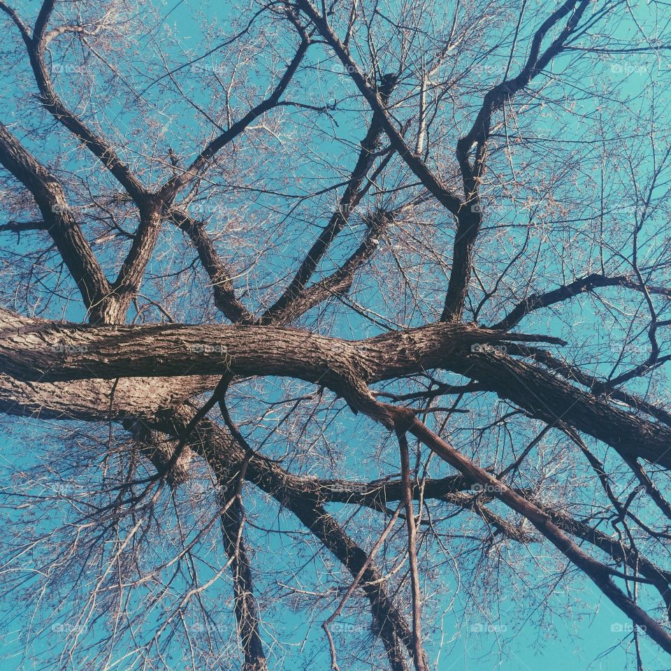 Branches. Tree in a park in Springfield, Mo