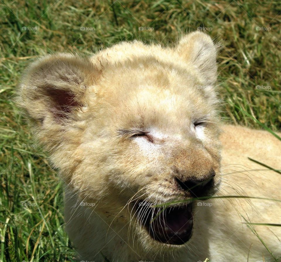 Laughing lion cub