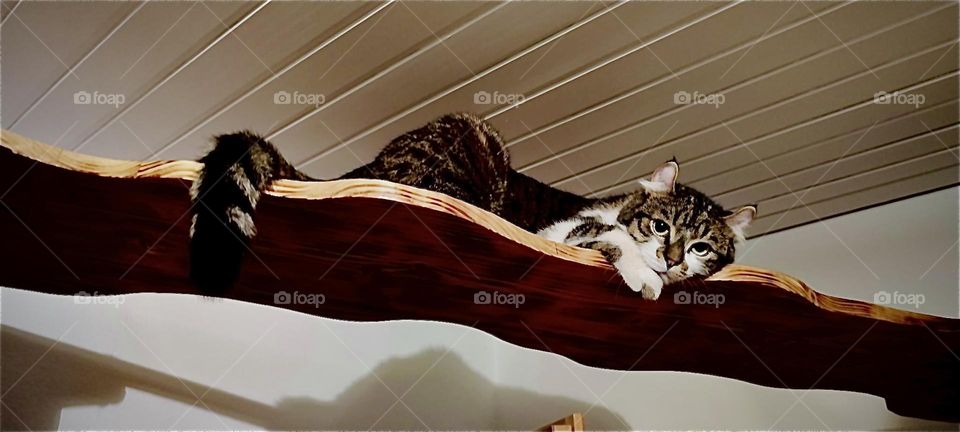 This curious little kitty cat is “Roukey”, a boy cat who lives with two humans and his sister “Linda” in a beautiful house in “Bavaria”, Germany. Lounging around in high places is one of his favorite things to do. 2023. Hypnotic Productions