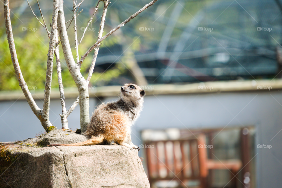 Meerkat looking into space