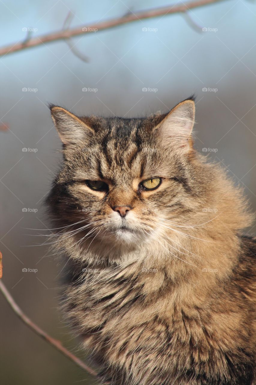 Long hair cat 