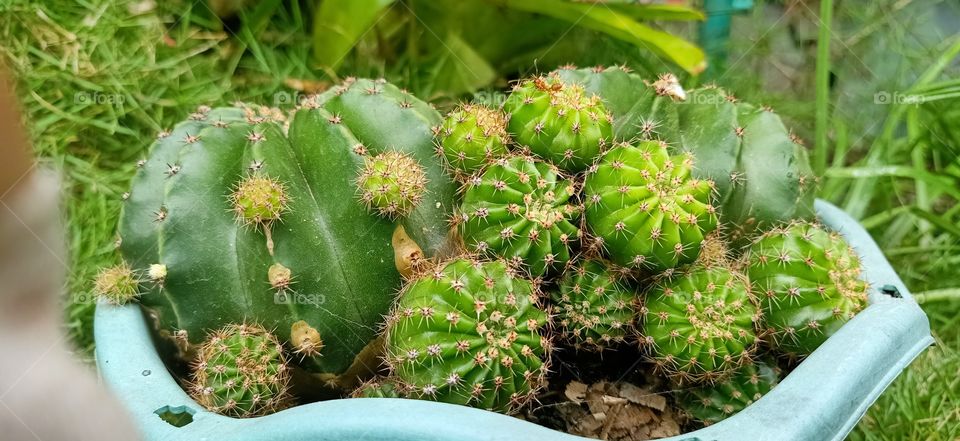 Cactus, Succulent, Prickly, Sharp, Spine