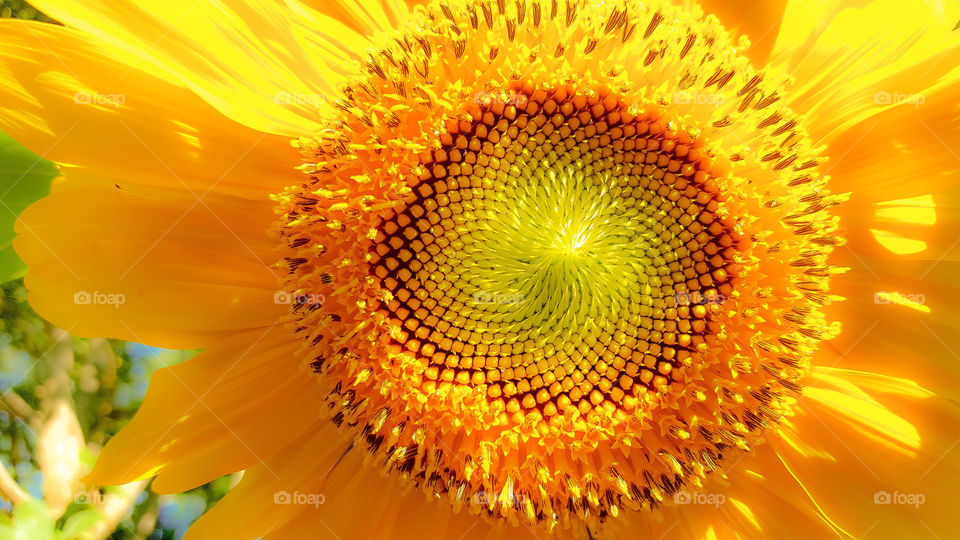 Dreamy Sunflower- A dreamy view of a vibrant yellow sunflower with matrixing seeds.