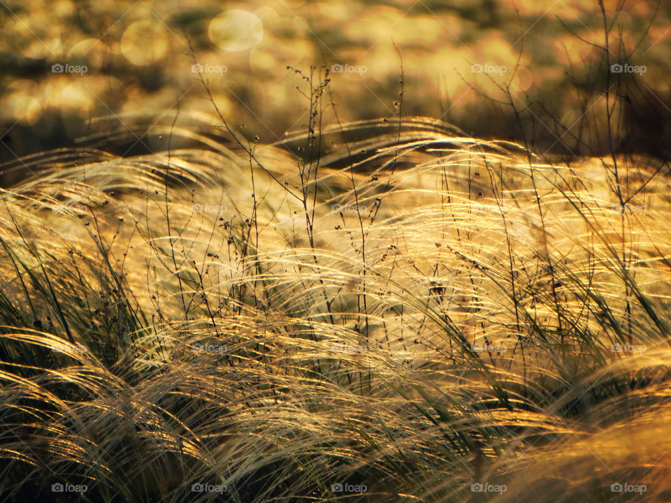 Mat grass sunset