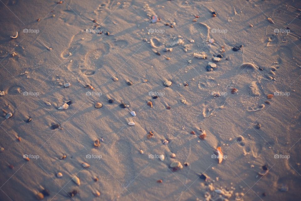 Beach of shells
