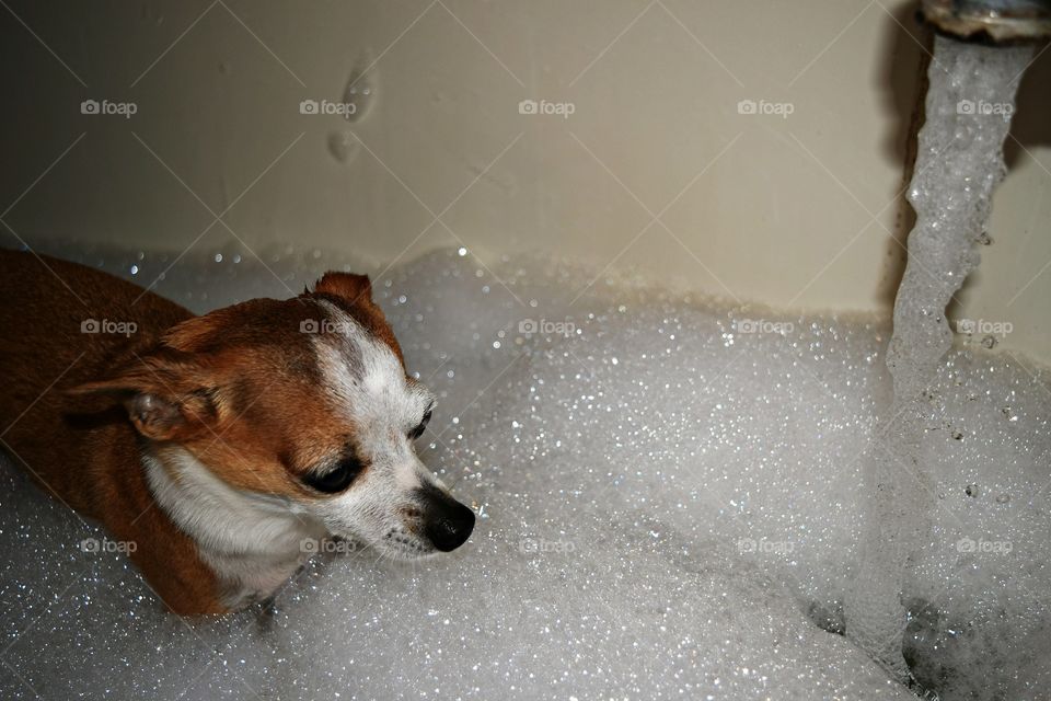 my Chihuahua loves bubbles during his bath time