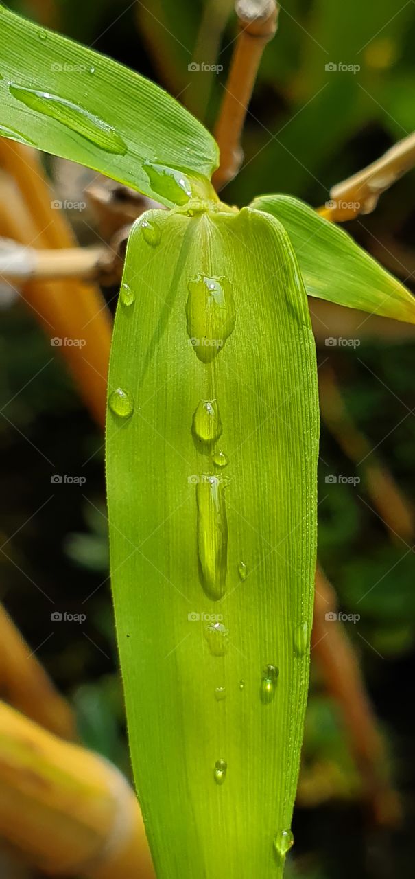 drops of water on bamboo leaves