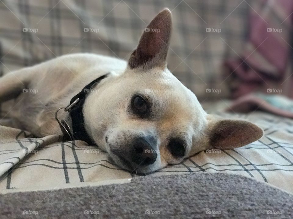 Dog on couch. 
Shot on iPhone 7+ using portrait mode. 