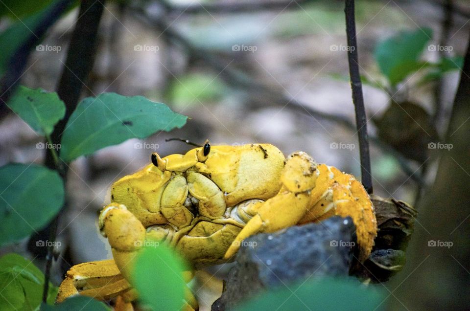 Yellow crab on gray stone 