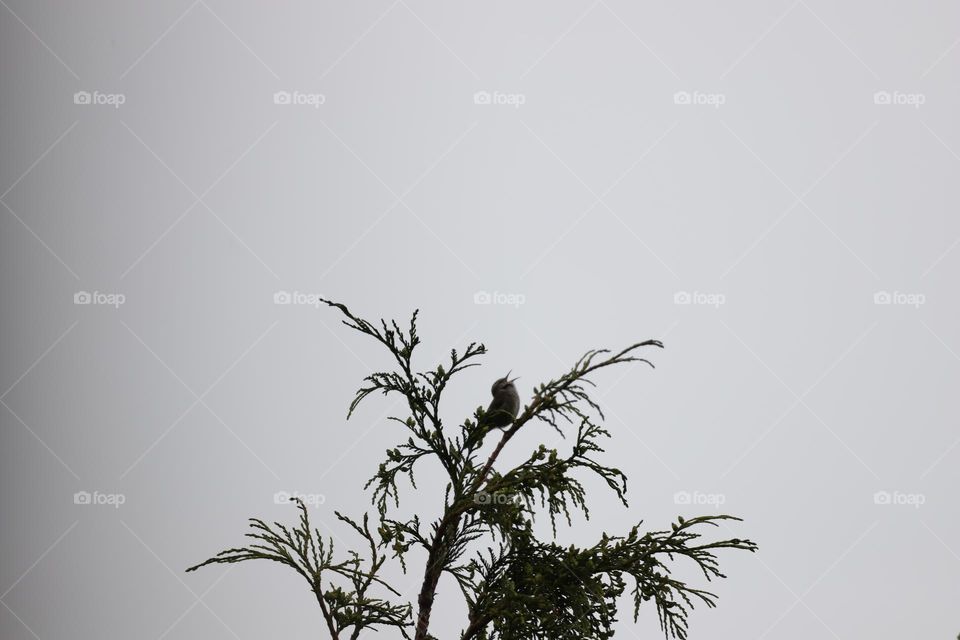 Bird singing on top of tree 