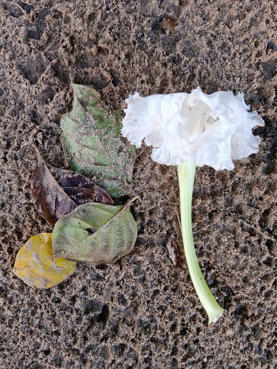 The white flower on the sand.