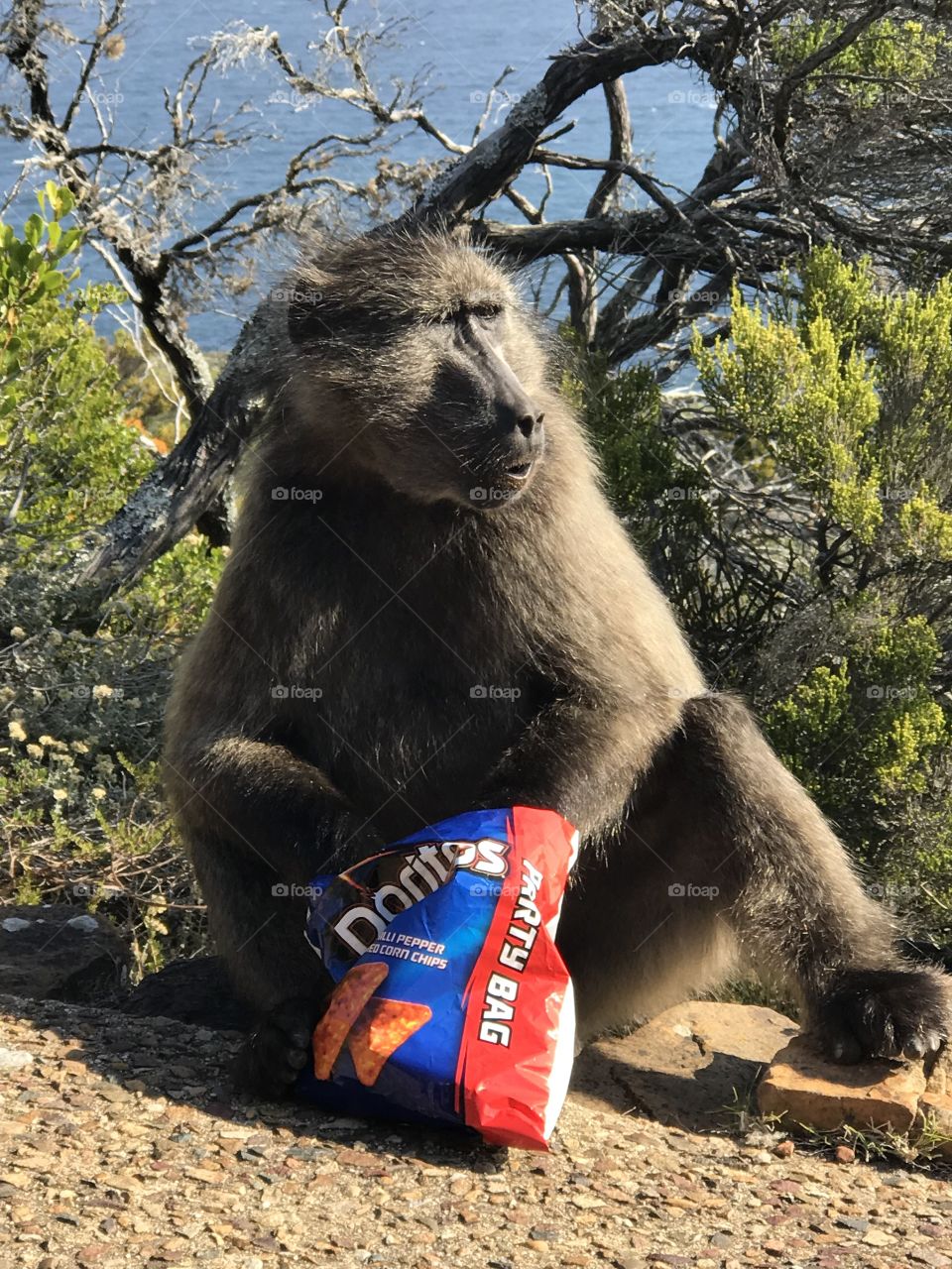 Baboon in Cape Town South Africa enjoying Doritos snatched from a tourist 