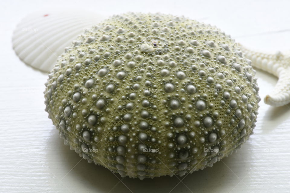 Sea urchin shell, what remains of a spiney, globular echinoderm.