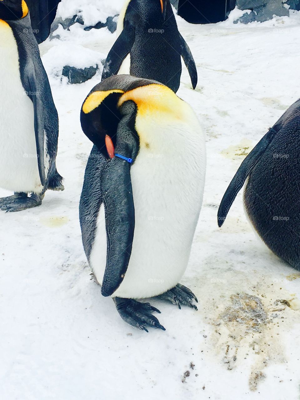 Penguins sleep parade animal zoo with snow