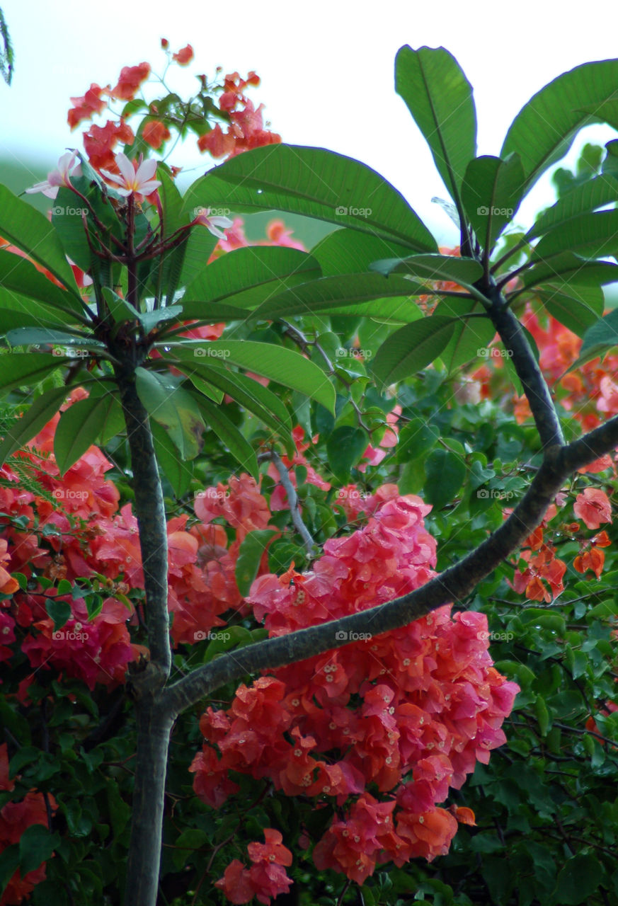 New Caledonia flower