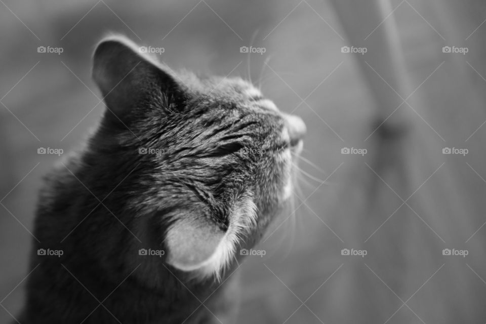 Black and white photo of a kitten seen from above 