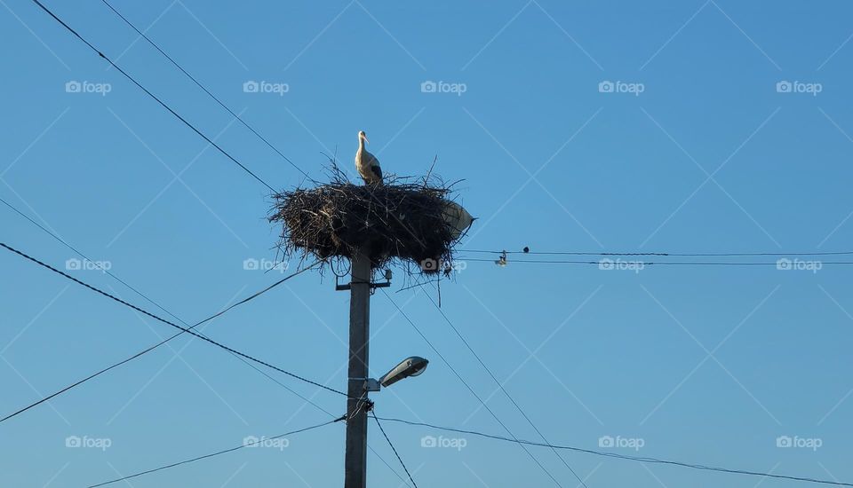 harbingers of springs