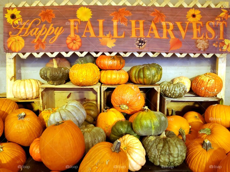 Fall Harvest variety of pumpkins