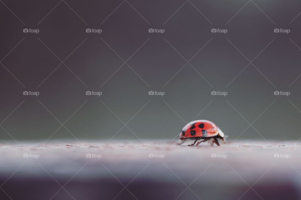 A cute ladybug walking on a fence