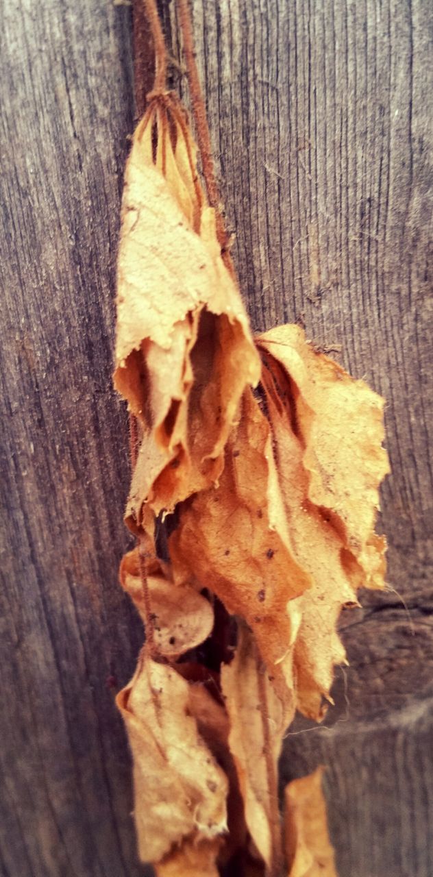 Dead Leaves