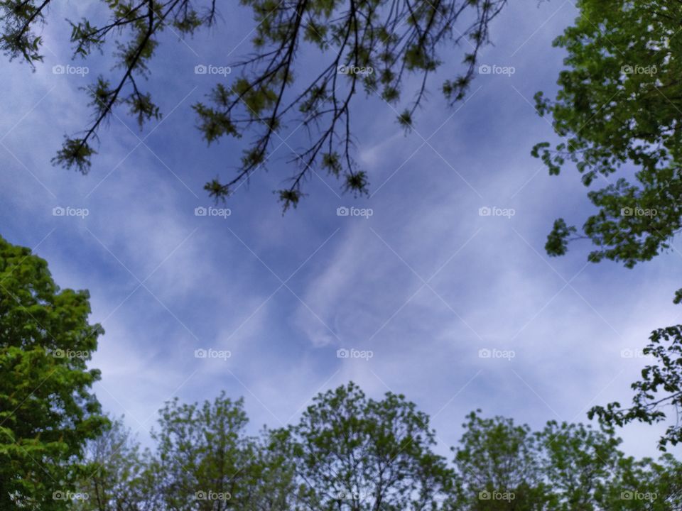 Look up at the Sky with High Tree Branches