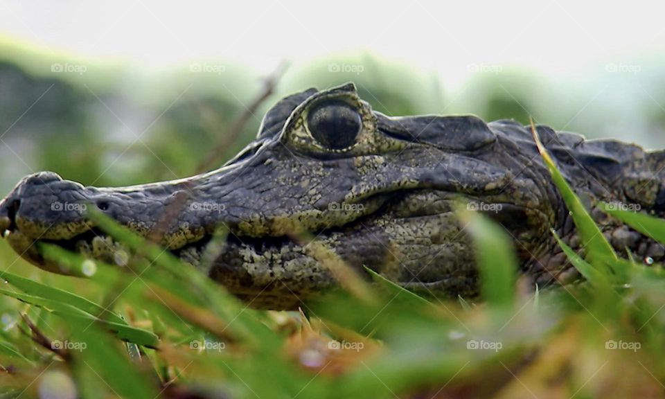 Close-up of a aligátor 