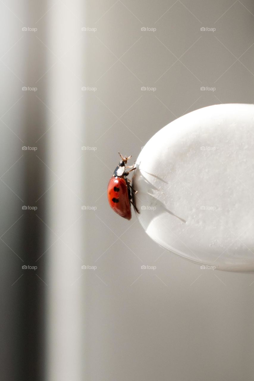 a red, sweet ladybug 🐞