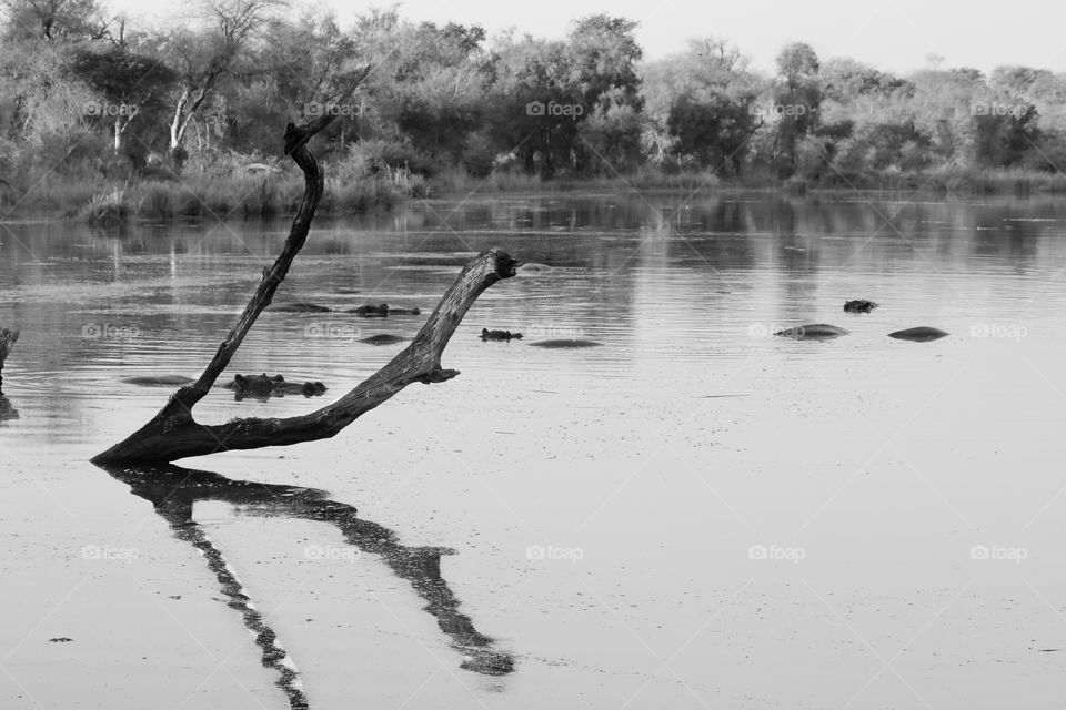 Hippo pool - hippos bathing in the cool waters of a dam in the African wilderness, complete with reflection