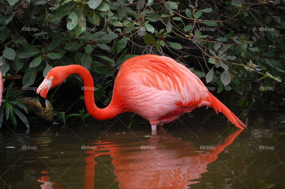 flamingo
