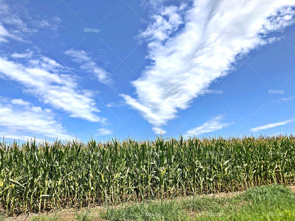 Corn field