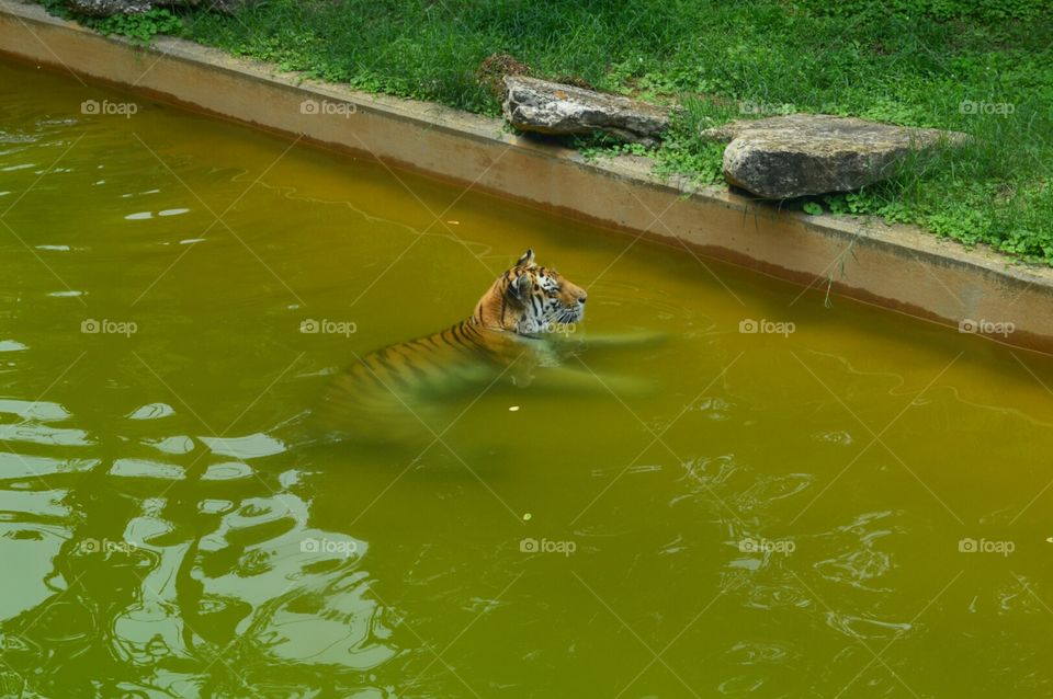 tiger. tiger in water