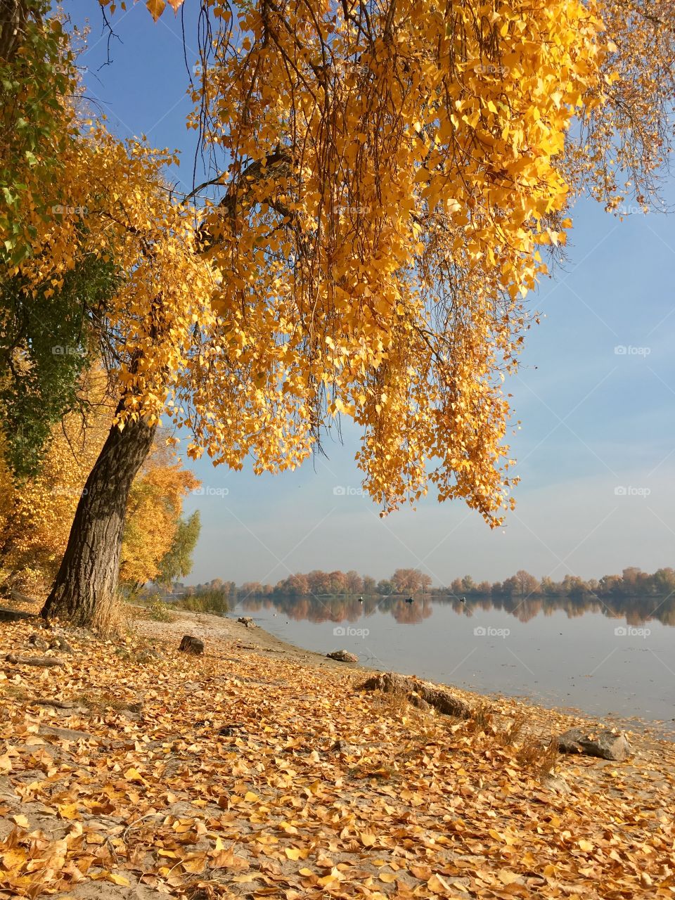 Bright autumn trees by the river in Kyiv, Ukraine. 