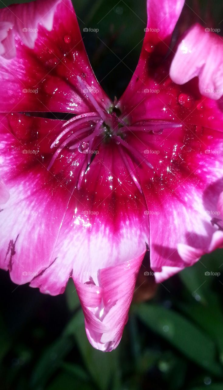 sweet william in the rain