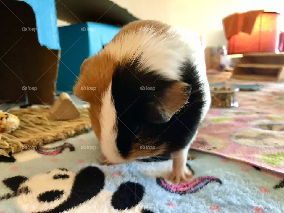 Danny boy / play time on the bed 