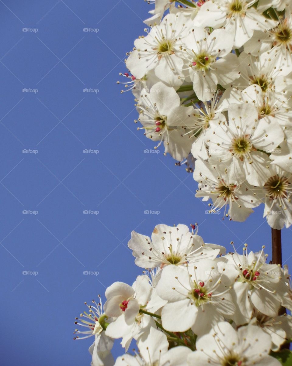 Bradford pear blooms up close
