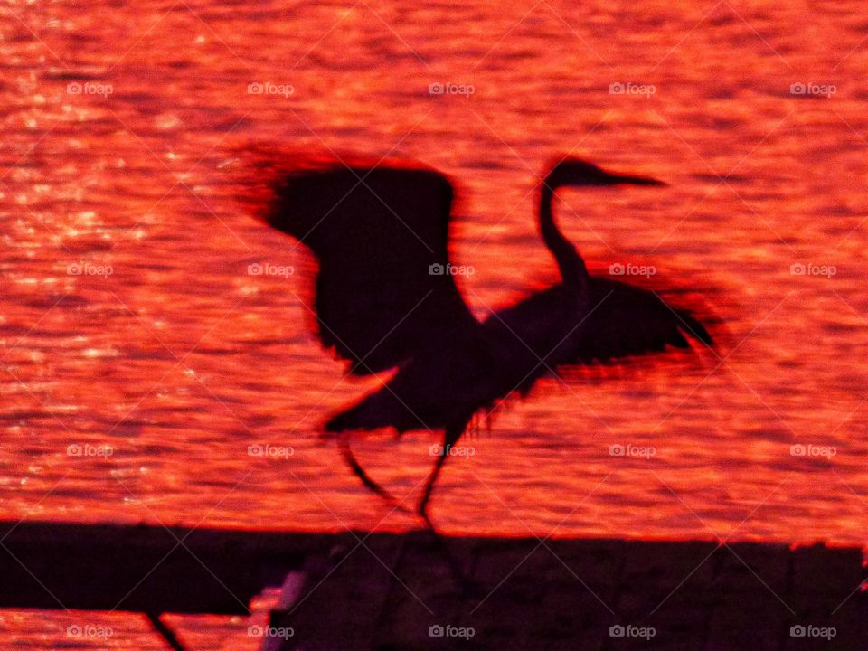 Heron ready for a flight. 