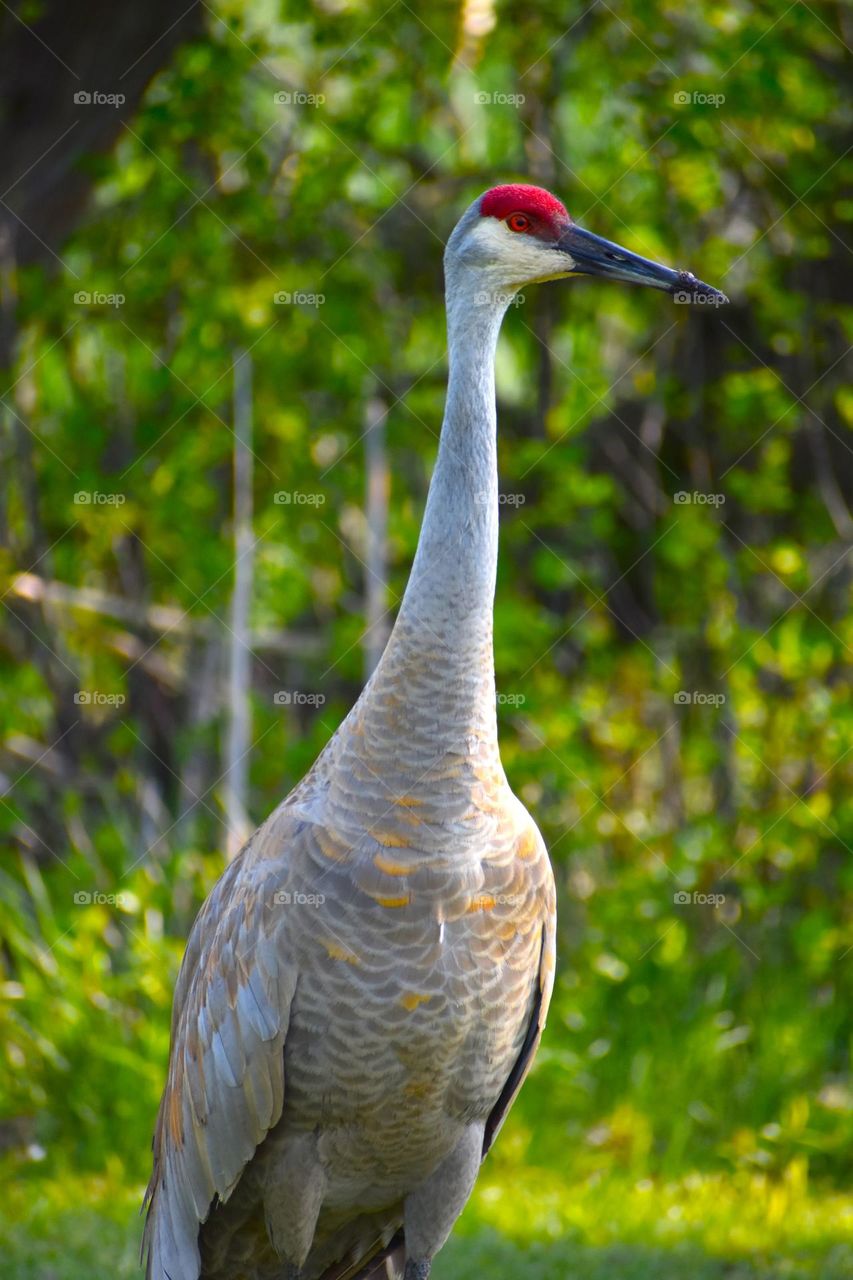A crane enjoys the sunny weather