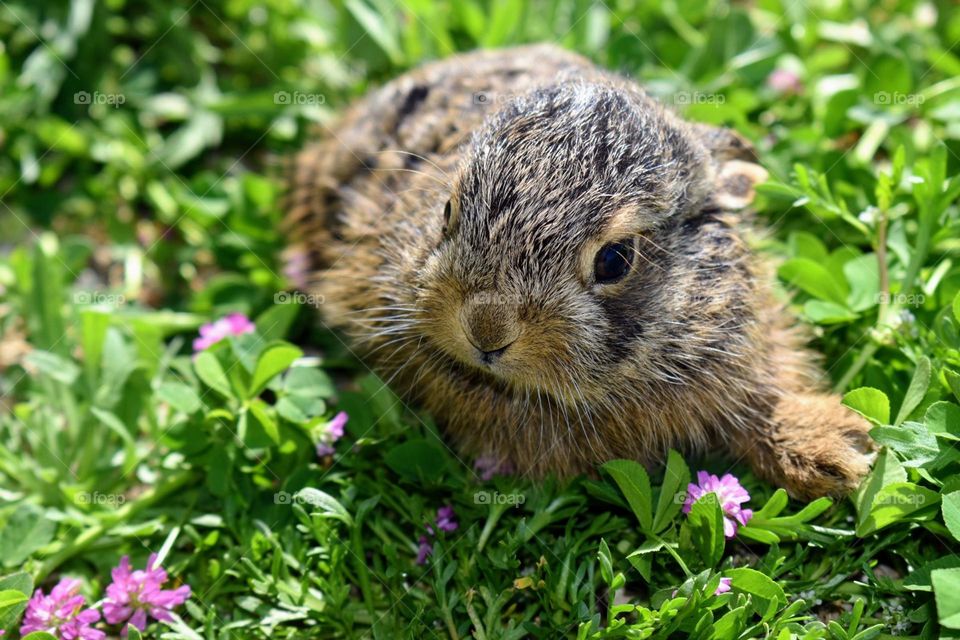 rabbit in the garden