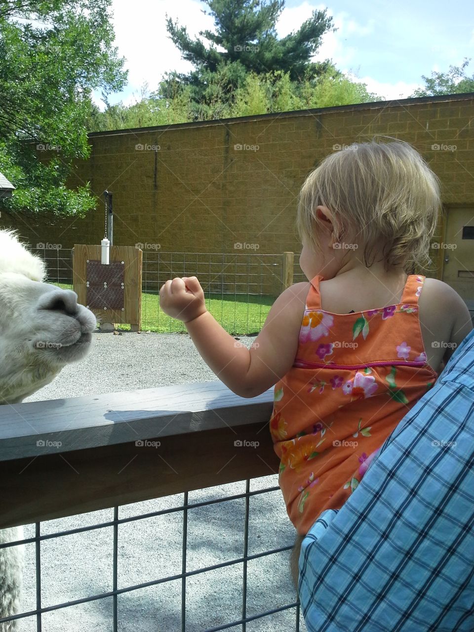 gabberz feeding an alpaca. she was trying to feed an alpaca without it touching her
