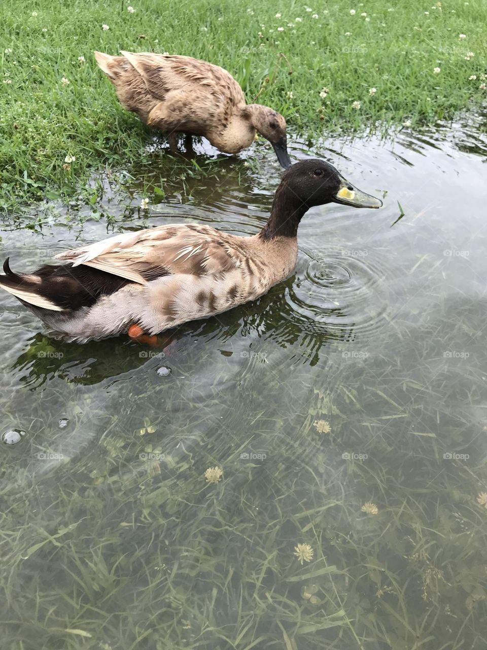 Ducks 