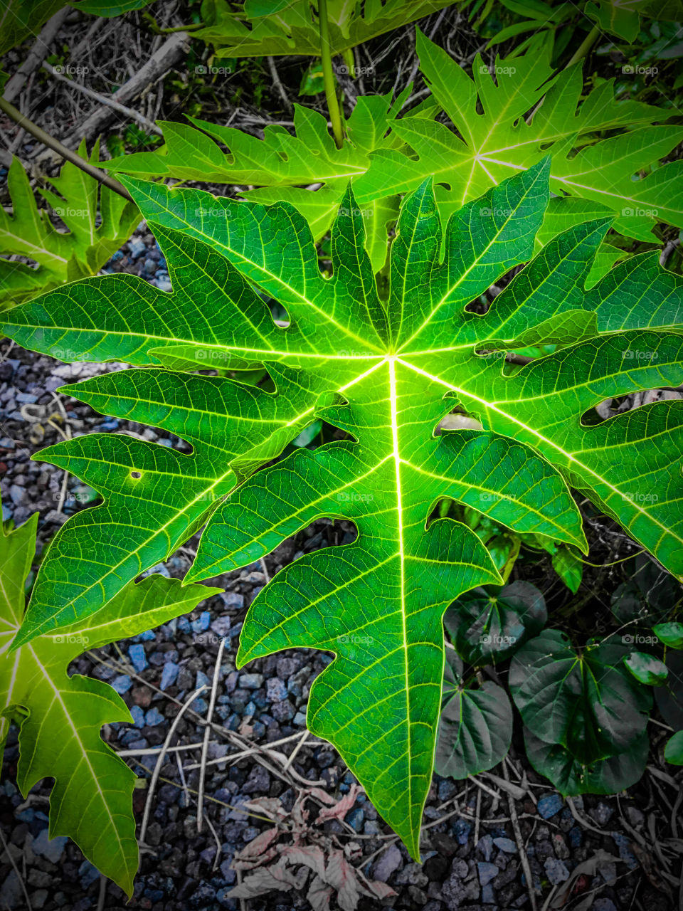 Green leaf