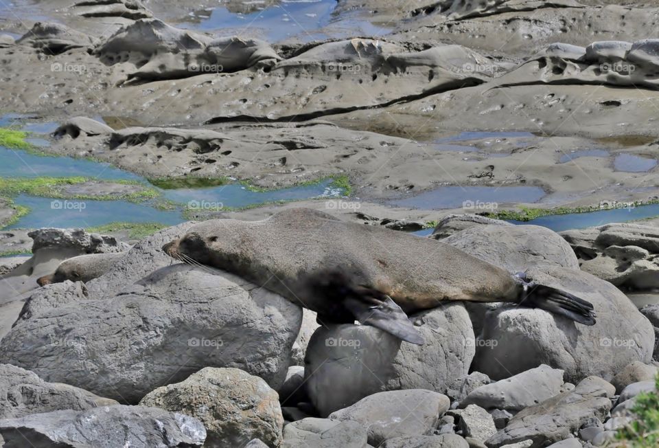 Seal colony in New Zealand 