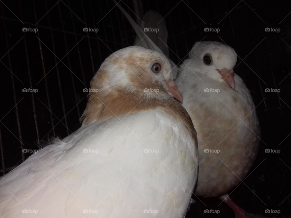 Two adult pigeons Birds Close Photo