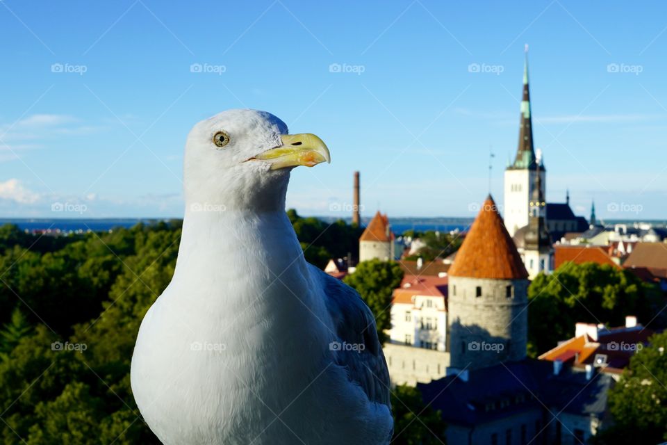 Seagull and view of the city Tallinn 
