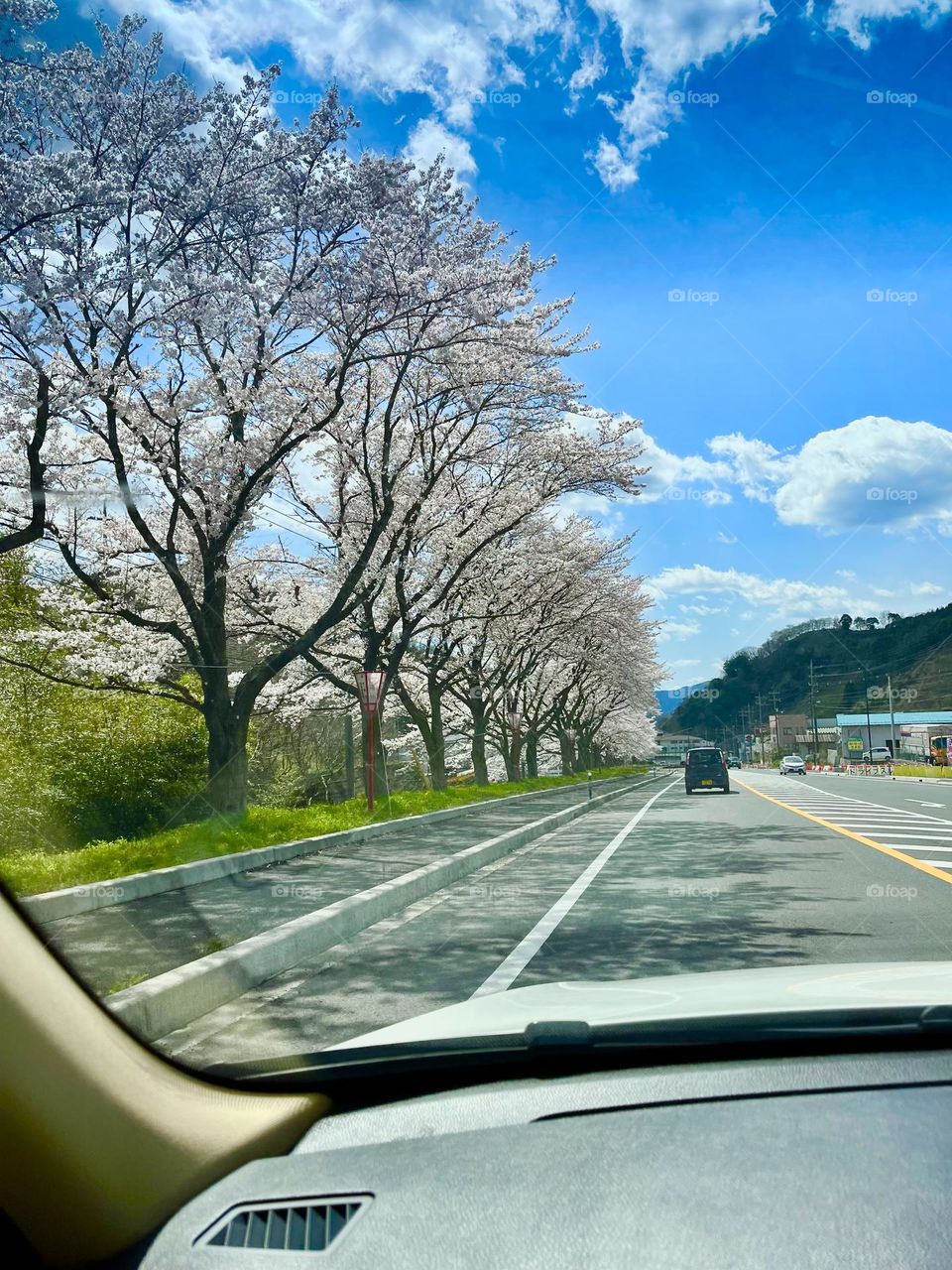 Sakuras