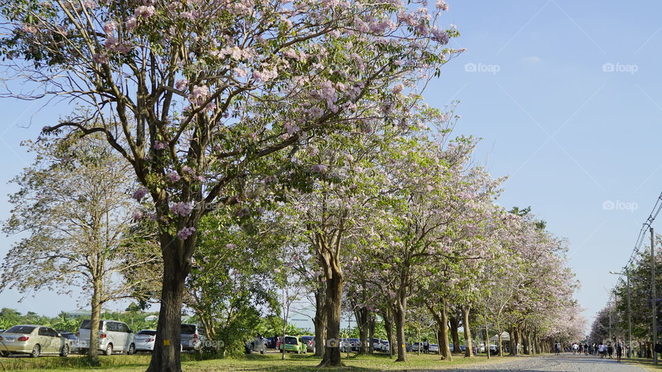 Tree, Park, Landscape, Branch, Flower
