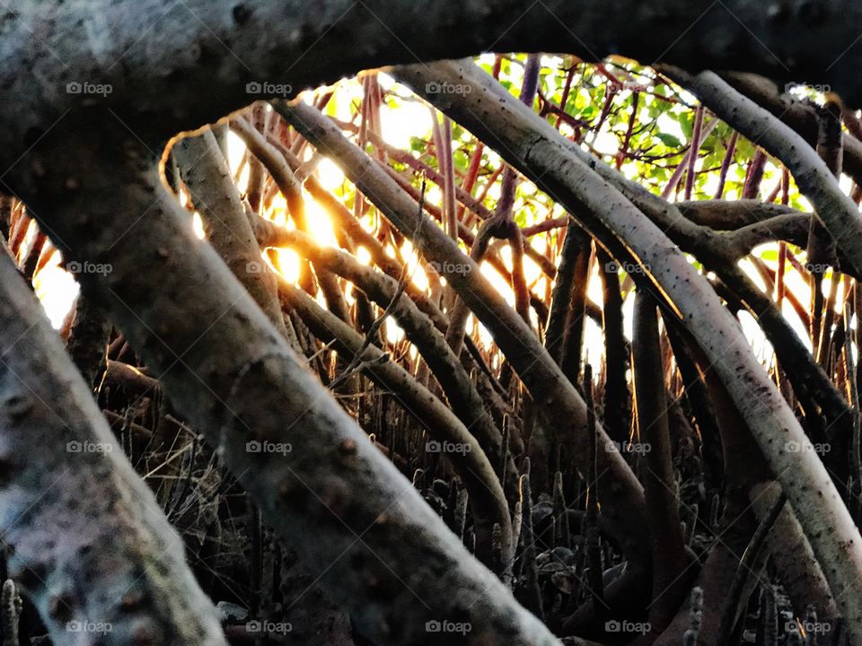 Thick Florida mangrove 