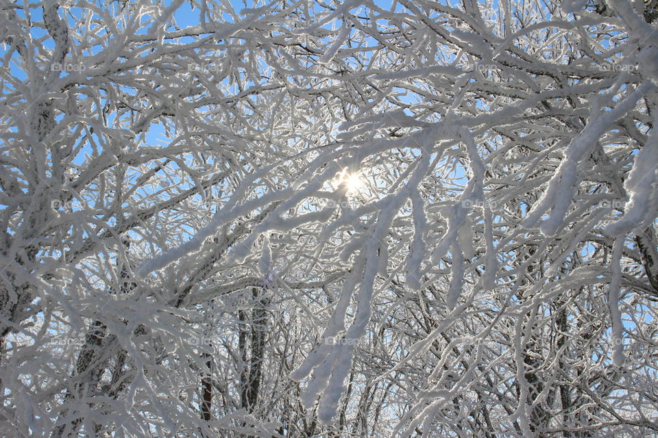 Snow on branches